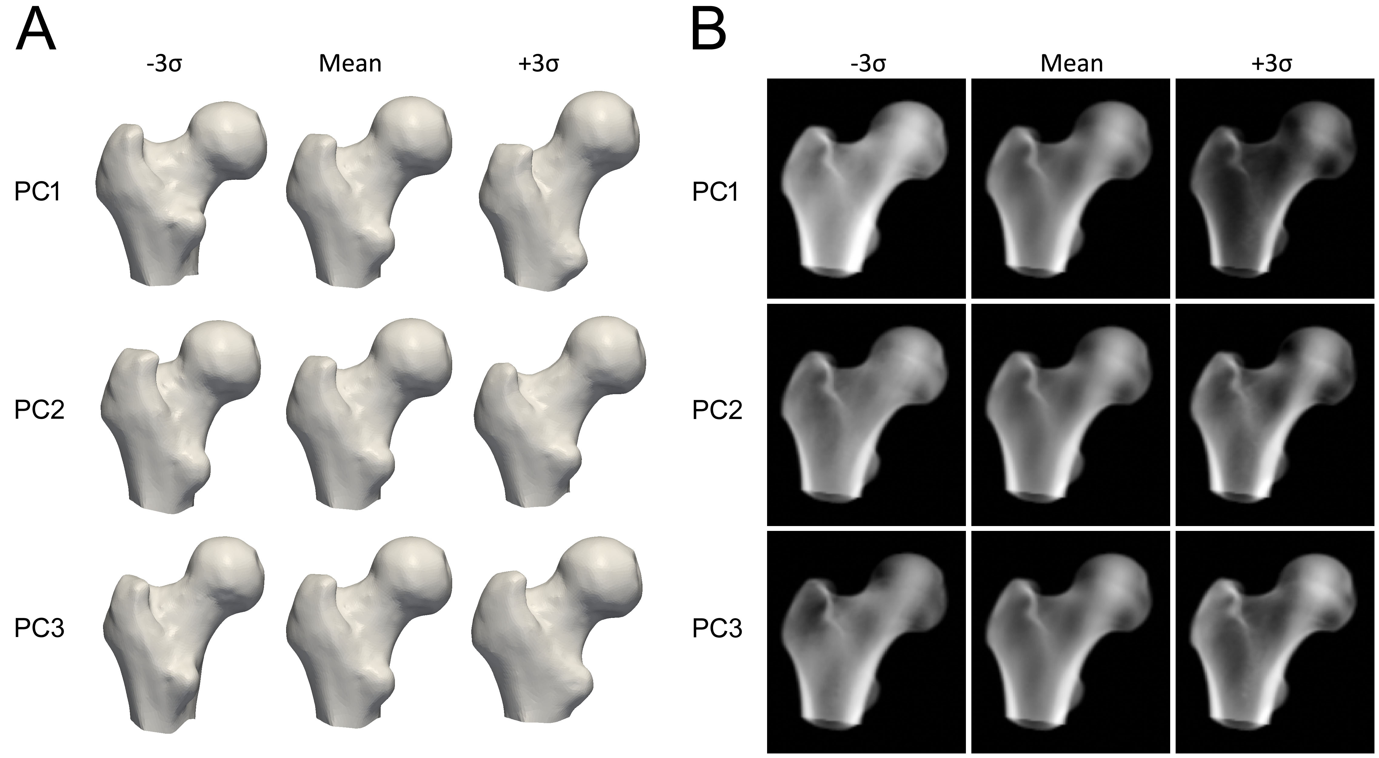 The mean and the first three principal components (PCs) of the shape model (left) and projections of the density model (right), varying between -3 and +3 standard deviations (σ).